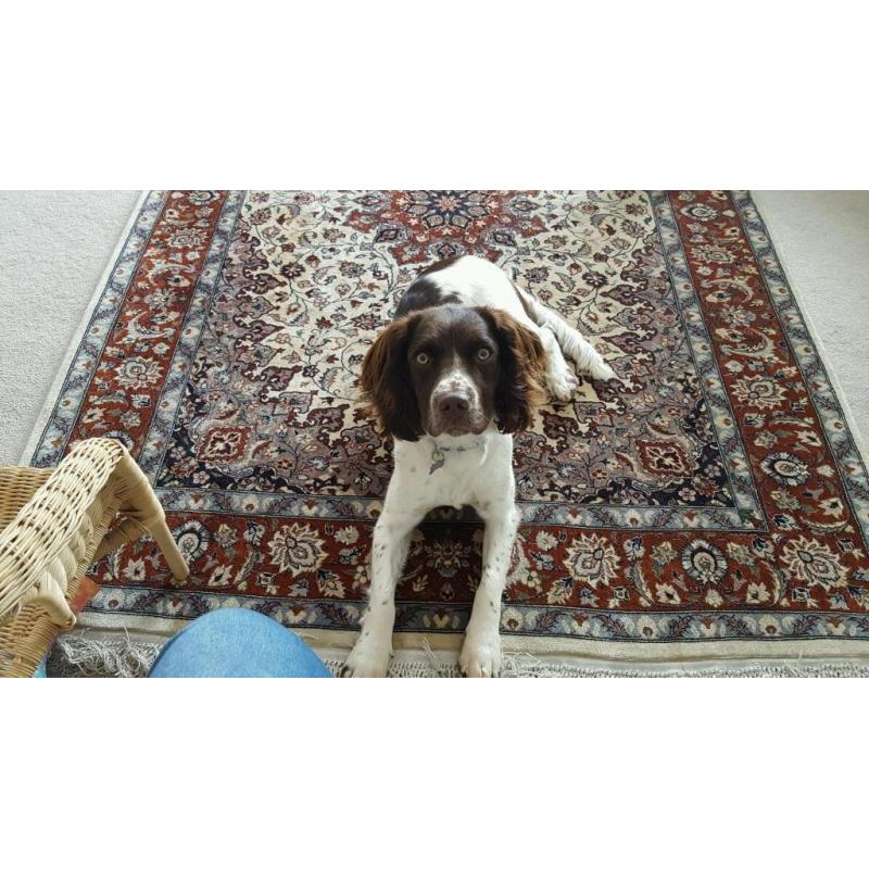 Springer spaniel bitch kc rgstd