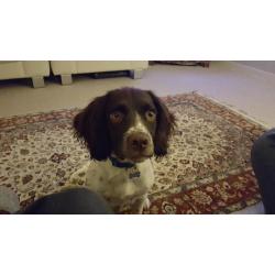 Springer spaniel bitch kc rgstd