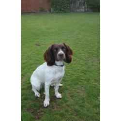 Springer spaniel bitch kc rgstd
