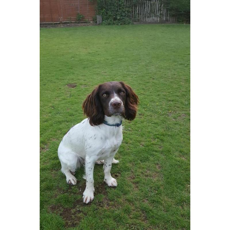 Springer spaniel bitch kc rgstd