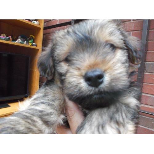 yorkie x border terrier puppy