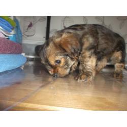 yorkie x border terrier puppy