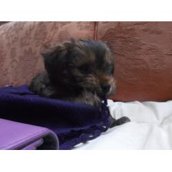 yorkie x border terrier puppy