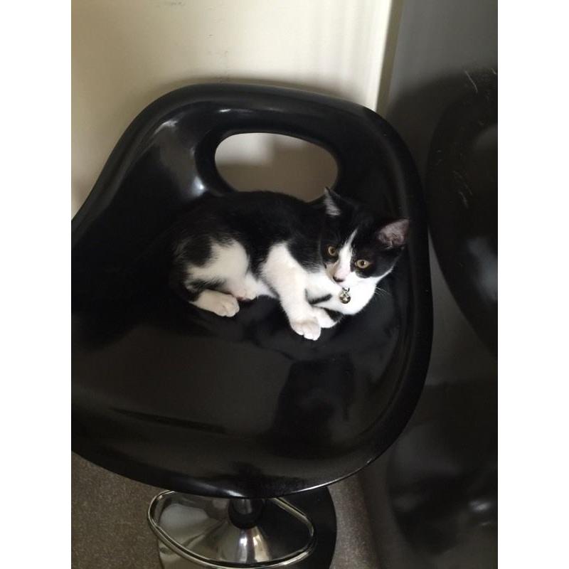 Black and white female kitten for sale (14 weeks old)