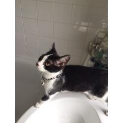 Black and white female kitten for sale (14 weeks old)