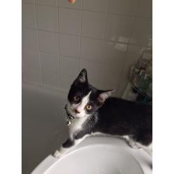 Black and white female kitten for sale (14 weeks old)