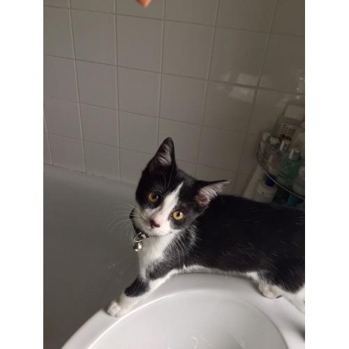 Black and white female kitten for sale (14 weeks old)