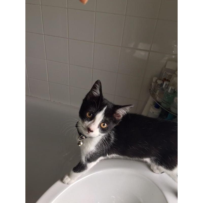 Black and white female kitten for sale (14 weeks old)