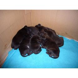staff cross pups