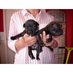 staff cross pups