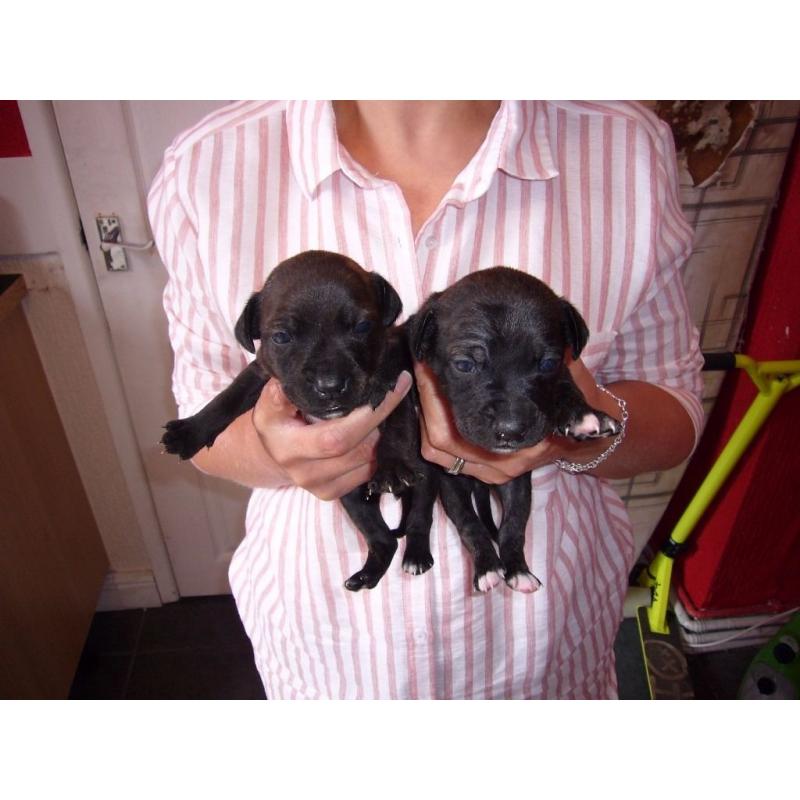 staff cross pups
