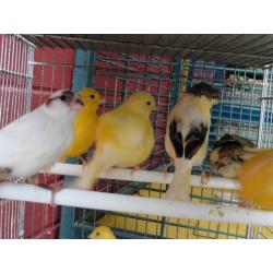 Stafford canaries for sale