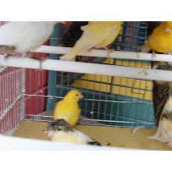 Stafford canaries for sale