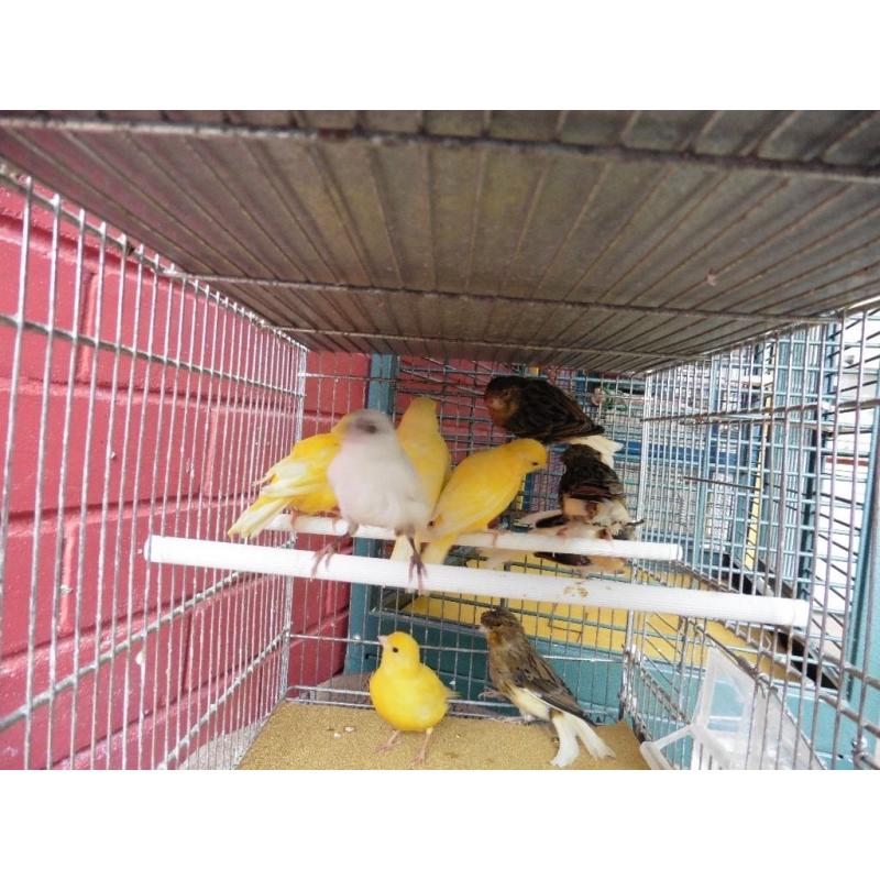 Stafford canaries for sale