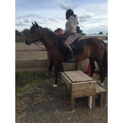 14'2 beautiful pony available for loan