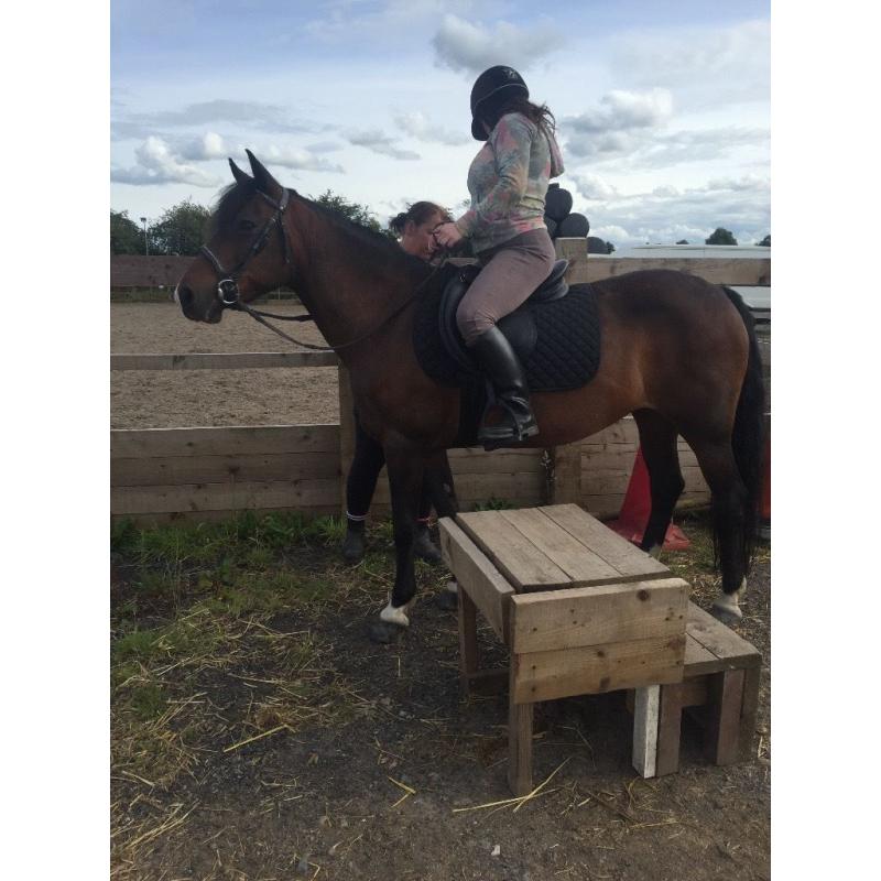14'2 beautiful pony available for loan