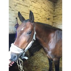 14'2 beautiful pony available for loan