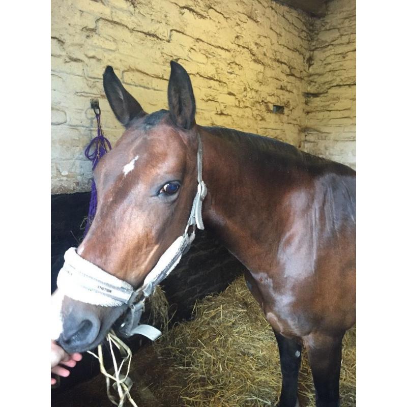 14'2 beautiful pony available for loan