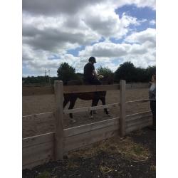 14'2 beautiful pony available for loan