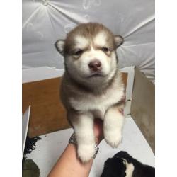 2 lèt husky puppy