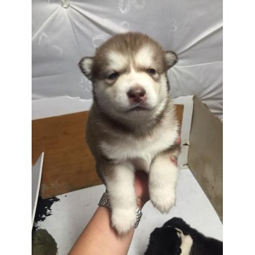 2 lèt husky puppy