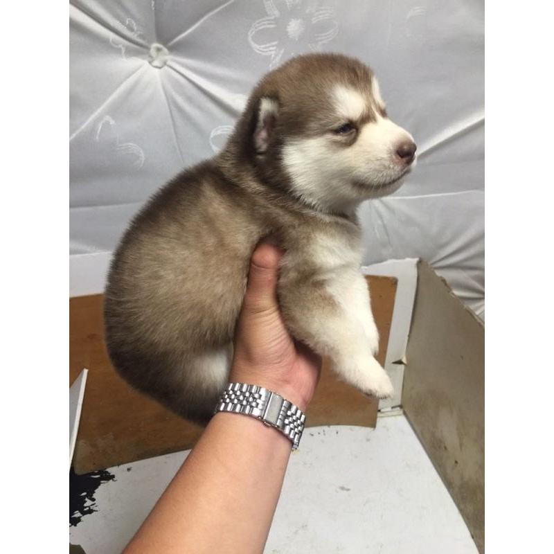 2 lèt husky puppy