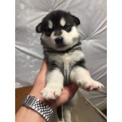 2 lèt husky puppy