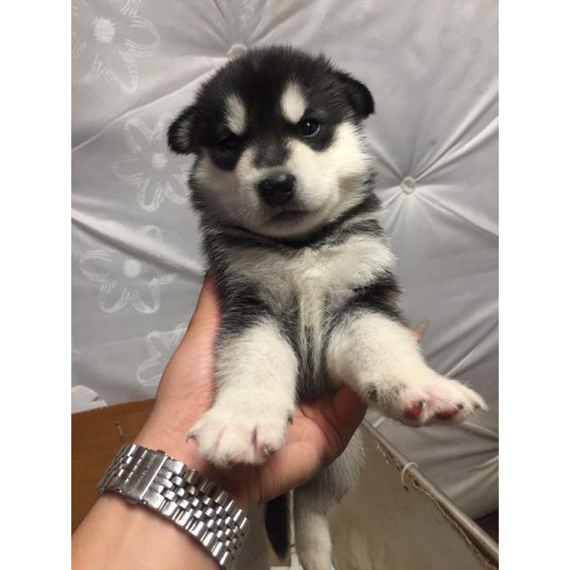 2 lèt husky puppy