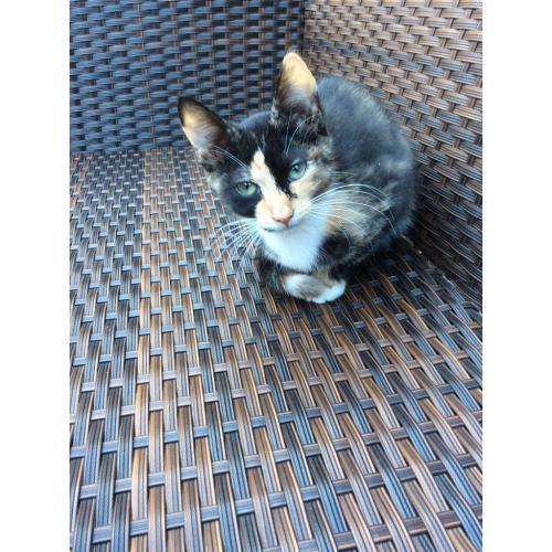 Tortoiseshell Girl Kitten Grays Essex