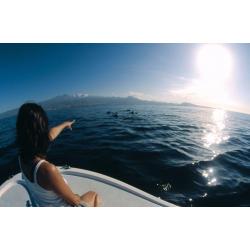 Whale & Dolphin Conservation Project in Tenerife