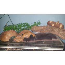Vivarium