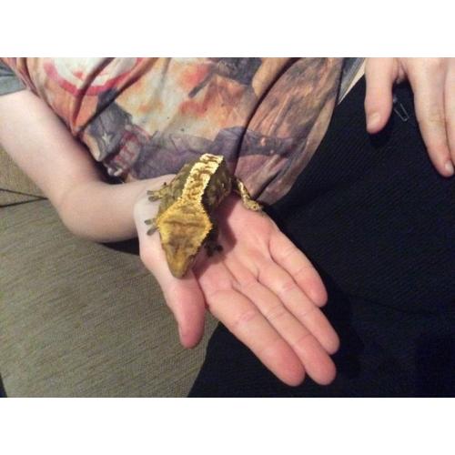 Crested gecko male