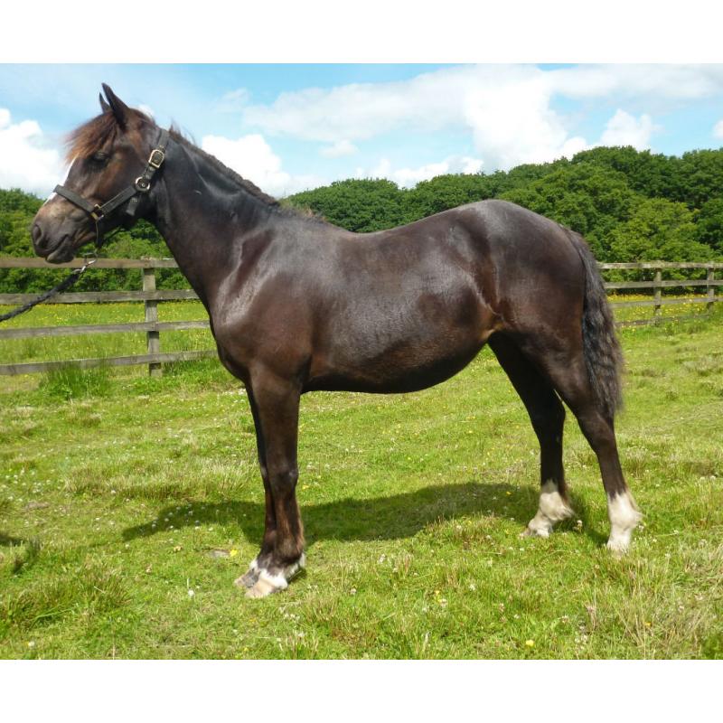 Stunning BLACK with 4 whites Reg Welsh Cob Yearling Filly, Proven Performance Bloodlines