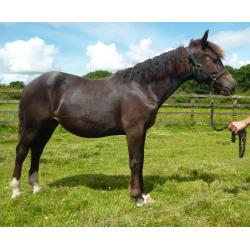Stunning BLACK with 4 whites Reg Welsh Cob Yearling Filly, Proven Performance Bloodlines