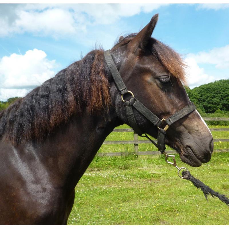 Stunning BLACK with 4 whites Reg Welsh Cob Yearling Filly, Proven Performance Bloodlines