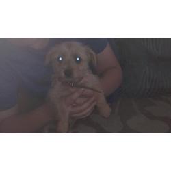 Norfolk Russell puppy