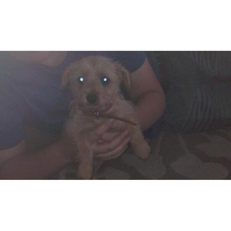 Norfolk Russell puppy