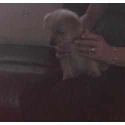 Norfolk Russell puppy