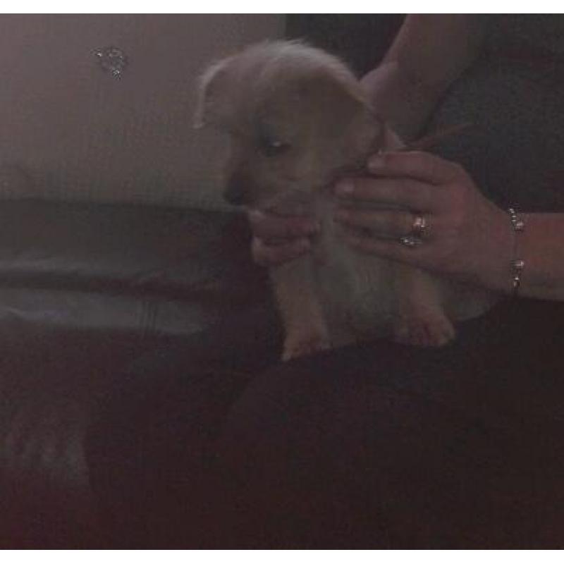 Norfolk Russell puppy