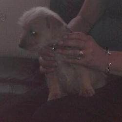 Norfolk Russell puppy