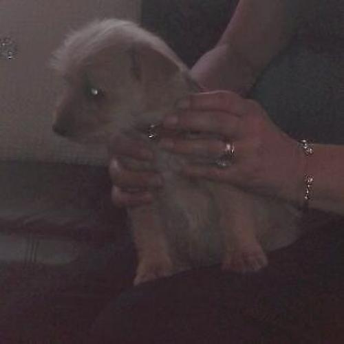 Norfolk Russell puppy