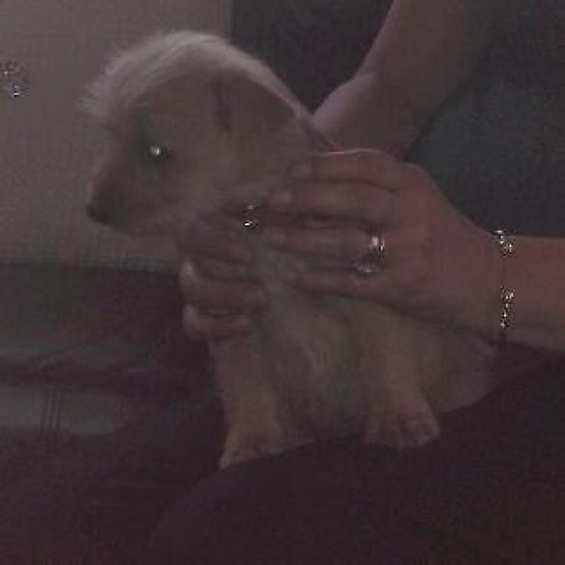 Norfolk Russell puppy
