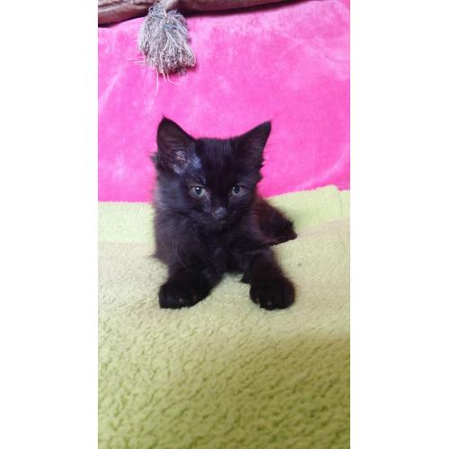 Kittens
