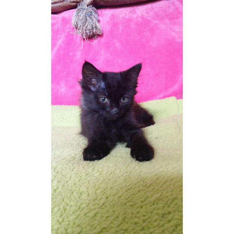 Kittens