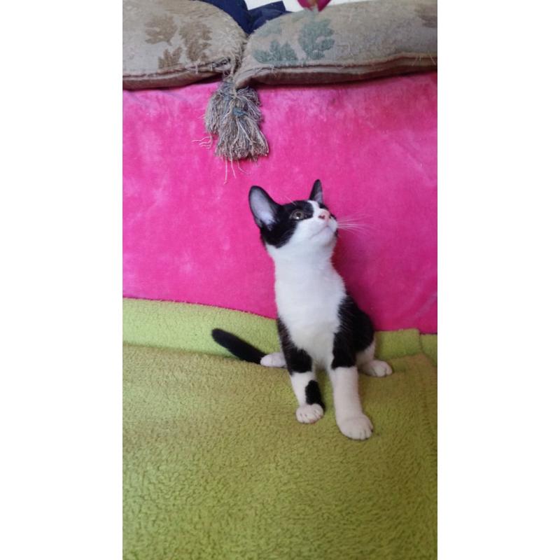 Kittens