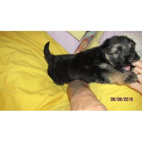 Gorgeous German Shepherd female Puppy ,full pedigree