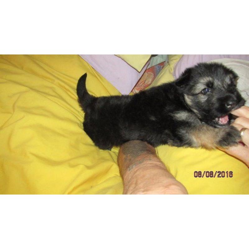 Gorgeous German Shepherd female Puppy ,full pedigree