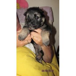 Gorgeous German Shepherd female Puppy ,full pedigree