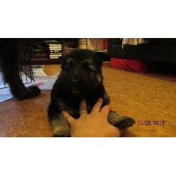 Gorgeous German Shepherd female Puppy ,full pedigree