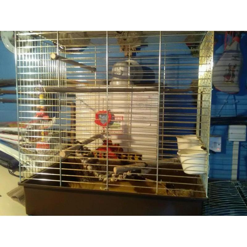 Big bird cage